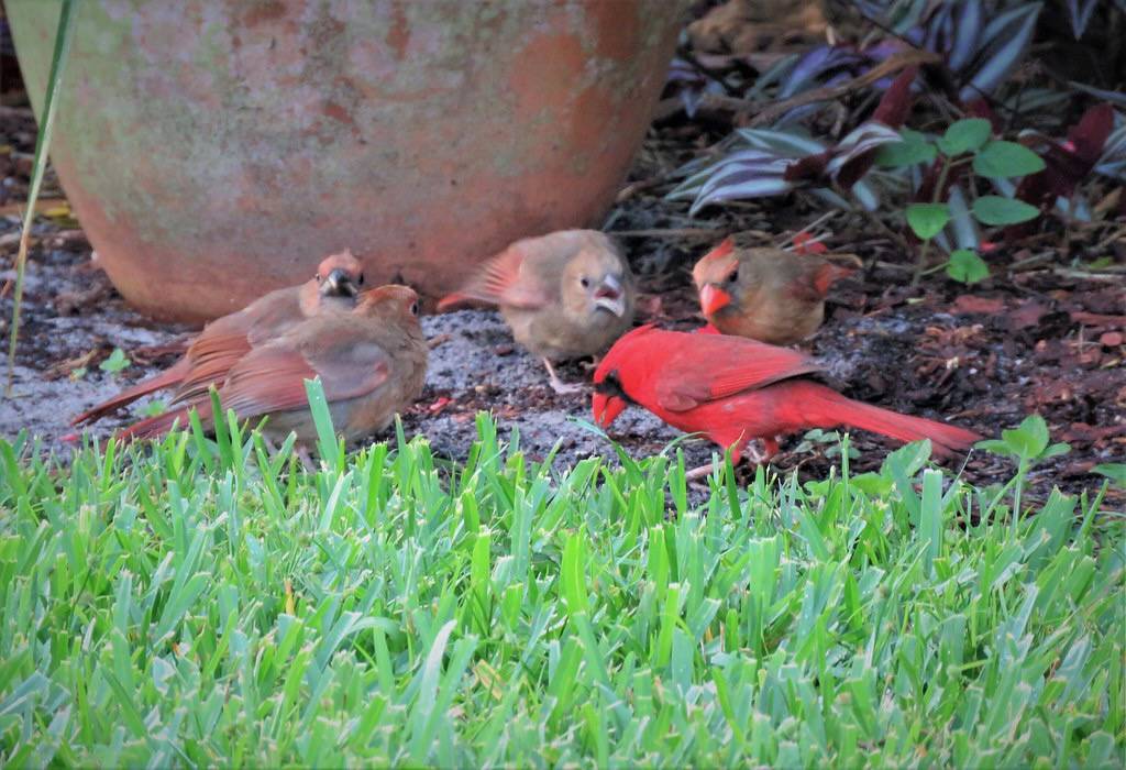 Northern Cardinal family by YoungSue is marked with Public Domain Mark 1.0.